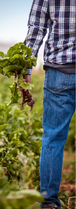 agricoltura