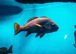 pesce